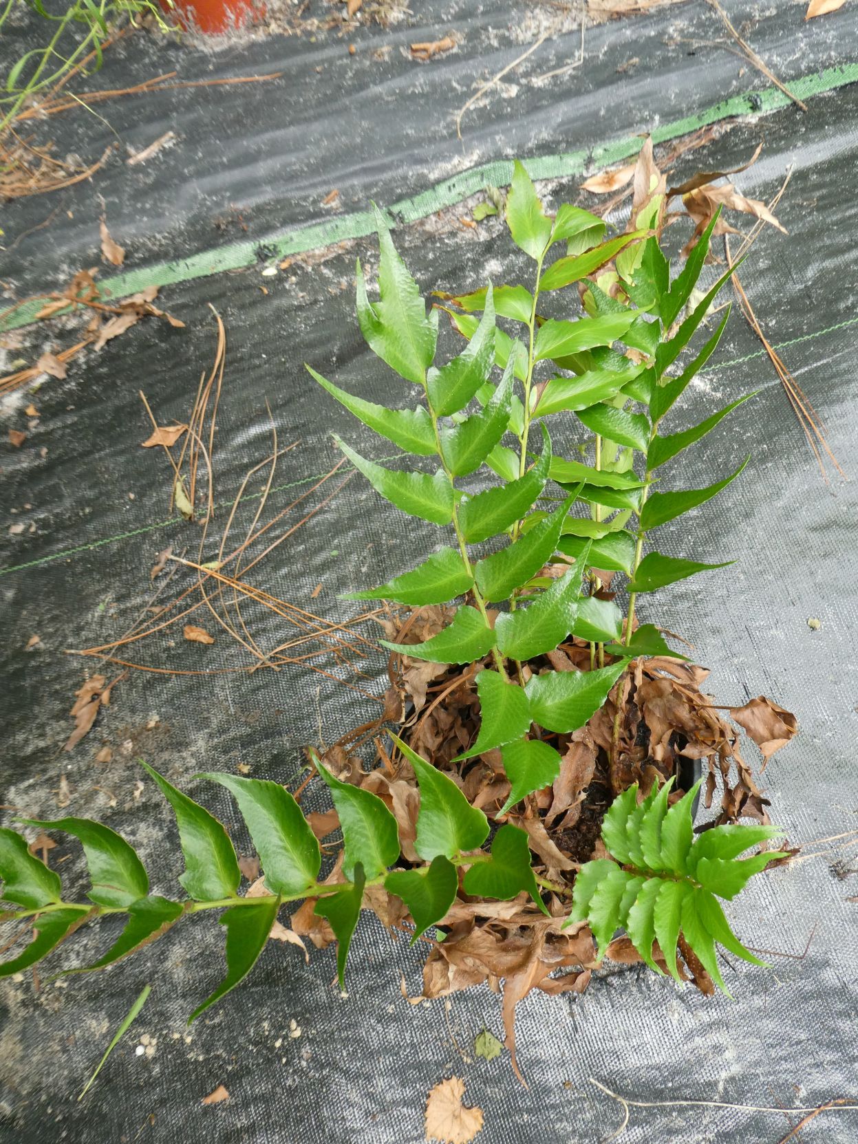 Jane's Garden fern secondary